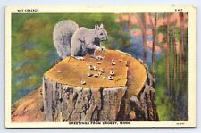 Postcard Nut Cracker Squirrel Greetings from Crosby Minnesota MN picture