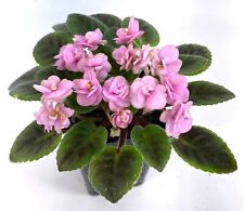 African Violet Orchard Bumble Magnet (SM)--TWO LEAVES picture