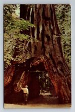 Angels Camp CA-California, Calaveras Big Trees, North Grove, Vintage Postcard picture