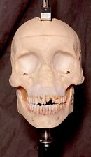 Rare Vintage Dental Phantom / Radiological Phantom Skull Custom Base Human picture