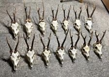 Set of 7 large roebuck skull roe deer skull antlers taxidermy shamanic healing picture