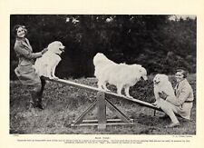 1930s Fun Samoyed Print Ch Riga On The Seesaw Playful Samoyeds Print   4685m picture