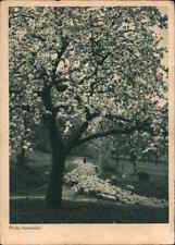 Trees 1942 A tree in full bloom WWII Nazi Horn Postcard 6 stamp Vintage picture