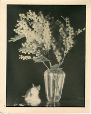 Still Life Cat & Mimosa, 1943 Vintage Silver Print Silver Print picture