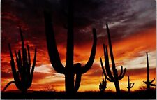 Giant Saguaros Silhouetted Red Sky Arizona Sunset Postcard UNP VTG Petley Unused picture