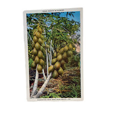 West Palm Beach Florida FL Giant Papaya Tree Vintage Postcard picture