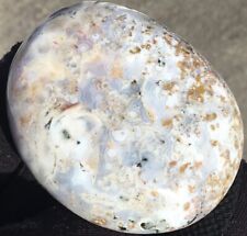 4.3 Oz Polished Eye Agate Palm Stone Rainbow Chalcedony Collector Display Piece picture