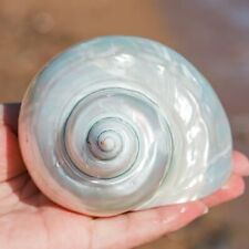 Large White Jade Turbo Natural Conch Hermit Crab Seashell Rare Real Shell 3-3.5