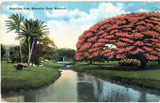 Poinciana Tree, Moanalua Park Honolulu Hawaii - c1910s Island Curio Co. Postcard picture