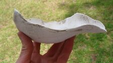 Super Rare SHELL CUP Deep South Arrowhead ~91~ picture