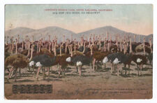Pasadena CA Postcard California Cawstons Ostrich Farm c1910 picture