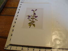 Vintage Flower Post Card mounted on board: Campanula trachelium Glockenbluma picture