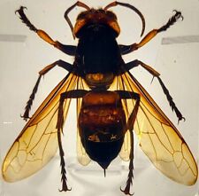 38mm Real Asian Giant Hornet in Square Lucite Resin Science Education Specimen picture