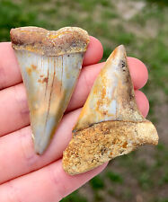 GORGEOUS Pair Of Bakersfield Hastalis Fossil Shark Tooth Hill Meg Era Fossils picture