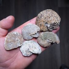 5pcs 45-63mm Ammonite Chalcedony mineral Agate lot Fossil Cretaceous Coniacian picture