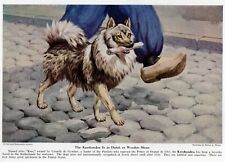 Keeshond - CUSTOM MATTED - 1943 Vintage Color Dog Art Print picture