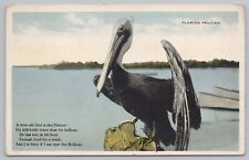 Animal~A Wise Old Bird~The Big Florida Pelican On A Perch 1910~Vintage Postcard picture
