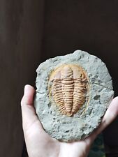 3inch Hamtolenus Vincenti Trilobite Cambrian Trilobite from Morocco picture