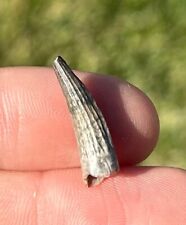 NICE Suchomimus Dinosaur Tooth Fossil from Niger Erlhaz Cretaceous Spinosaurid picture