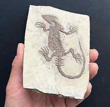 Chinese Real Monjurosuchus Choristodera Fossil Rare Collection picture