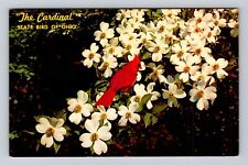 OH-Ohio, The Cardinal Bird, Antique, Vintage Souvenir Postcard picture