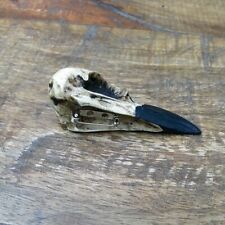 Raven Skull Brooch Pin Lapel Resin Bird Bone Curiosity Oddities Knochen Schmuck picture