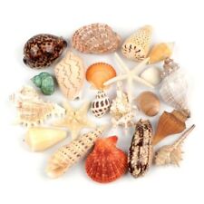 Jangostor 21 PCS Large Sea Shells Mixed Ocean Seashells, Various Sizes Natural  picture