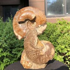 4690G TOP Natural Beautiful ammonite fossil conch Crystal specimen healing 3228 picture