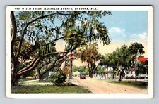 Daytona FL-Florida, Old Witch Trees, Magnolia Avenue, Antique Vintage Postcard picture