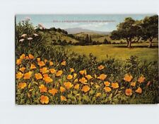 Postcard A Field of California Poppies in Midwinter USA North America picture