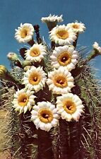 Saguaro Cactus Flowers Arizona State Flower Vintage Postcard Unposted picture