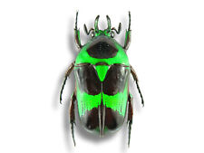 REAL Cetoniidae Mystroceros rouyeri 20mm Scarab Beetle Insect Unmounted in USA picture