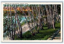 c1930's View Of Birches On Lake Matawa Orange Massachusetts MA Vintage Postcard picture