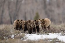 The Fantastic Five - Grizzly Bear 399 11x14 Limited Edition Photo picture