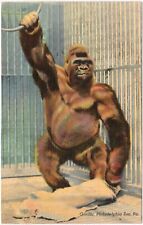 Postcard - Gorilla, Philadelphia Zoo, Pennsylvania - Posted in 1950, Linen (M3t) picture