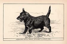 Antique Scottish Terrier Print 1912 Moore Ch Killdee Terrier Wall Art 4915d picture