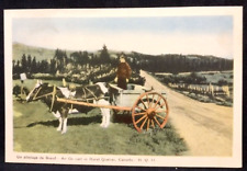 Postcard CANADA Ox Cart in Rural Quebec Cows Road Man picture