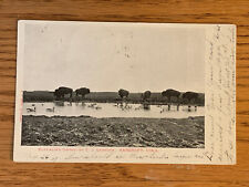 Iowa, IA, Bancroft, Buffalo Owned By C. J. Leander, PM 1907 picture