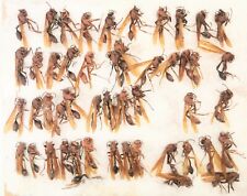Hymenoptera sp A1 or A- 26-28mm 50pcs from Madagascar - #2096 picture