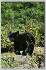 Postcard Black Bear Great Smokey Mountains National Park 1962 picture
