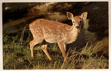 Surprised Fawn, Mike Roberts, Berkeley CA Vintage Animal Postcard picture