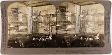 Russia.Russia.St Petersburg.Ornithological Collection.Photo Stereo.Stereoview. picture