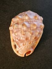 NATURAL BULL'S MOUTH HELMET CONCH SHELL NAUTICAL DECOR TROPICAL SHELL 5