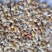 100 pcs Small Sea Shells Assorted Natural Seashells Conch Crafts DIY Decoration picture