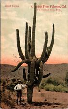 Postcard Giant Cactus, Greetings from Fullerton, California picture