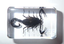 Black Scorpion Mesobuthus martensii in small Block Education Insect Specimen picture