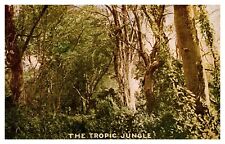 postcard The Tropic Jungle 