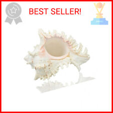 Large Natural Sea Shells, Murex Ramosus shells, Huge Ocean Conch 7-8 inches Jumb picture