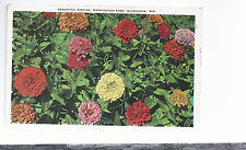 Beautiful Zinnia Washington Park  Milwaukee WI    Advertisement  Postcard 634 picture