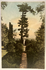 Evergreen Garden, Planted by James Monroe, Ash Lawn, VA Hand-Colored Postcard picture